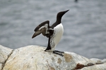 Common Guillemot