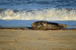 Atlantic Grey Seal