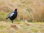 Black Grouse (male) calling, Scotland