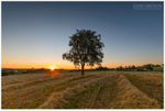 Sunset by the Tree (IMG1158)