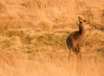Red Deer Hind