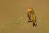 Yellow Warbler perched, Isla Lobos, San Cristobal, Galapagos