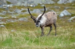 Reindeer