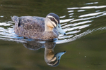 Pacific Black Duck 3. 0A3A5571