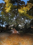 Sleepy Hollow (Natick, MA)