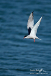 Common Tern 080613 9