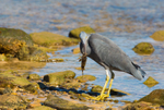 Heron with Fish 2