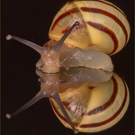 didital-bronze-Alan Brown-Double Helix Double Helix