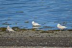 Iceland Gulls