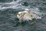 Gannet 7