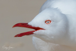 Gull Squark 4
