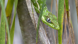 AnimalsCreatures 085