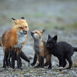 Vulpes Vulpes Vixen Kits Red Fox Silver Fox