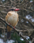 Brown-hooded Kingfisher portfolio