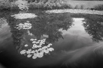 Burnby Hall lilies