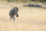 Burchells Zebra