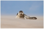 Sandstorm Seal 1