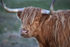 Hielan' Coo, Breanais, June 2013