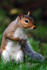 Grey Squirrel _AN006