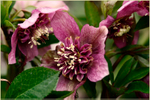Helleborus 'Tutu'