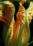 Courgette Flower