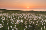 Field of Cotton Dooey