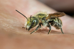 Osmia caerulescens (m)