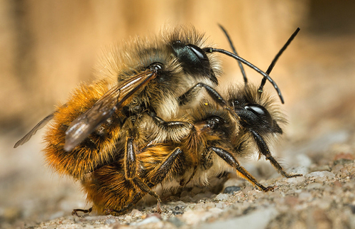 <i>Osmia bicornis</i>, pair of males. Staffordshire, April 2015.
