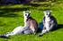 Ring-tailed Lemur - 0603