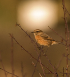 Stonechat