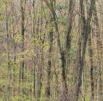 Sand Road #1--Norfolk County