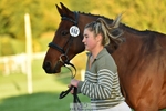 668-BOWHAYLANDS.SKYFALL-Miya.Johns-TrotUp+SJ portfolio