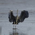 GREY HERON 6