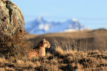 Puma Ginger rests by rock, Torres del Paine, Chile