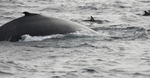Humpback Whale, Pico Island, Azores