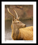 Deer Tatton Park 3
