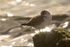 180307-Wirral0247