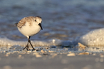 Sanderling walking along shore, Fort De Soto, Florida