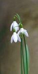 No.0003. Snowdrop