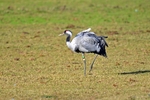Common Crane