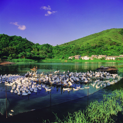KM-206 Duck farm at Nam Chung Lei Uk - 1992