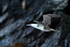 Peruvian Booby flying, wings up, Chanaral Island, Chile