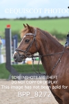 BPP_8272