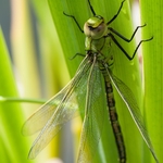 Southern Hawker