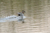 Garganey (male) landing on water, Stratfield Brake, Oxfordshire
