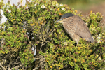 Juvenile Black-crowned Night-Heron, Carcass Island, Falklands