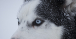 Huskies from the Dogsled team in Northern Finland