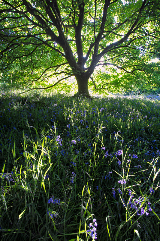Bells in the Wood