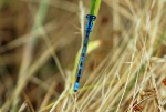 Common Blue Damselfly