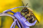Andrena carantonica (f)